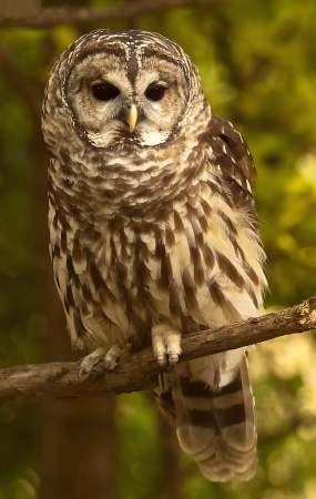 Barred Owl