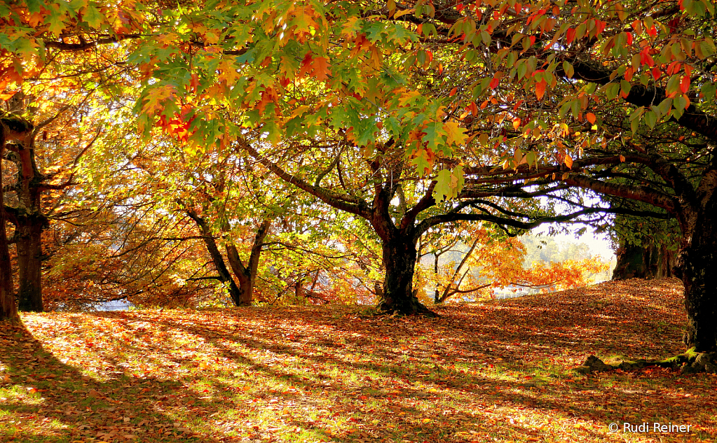 Autumn afternoon