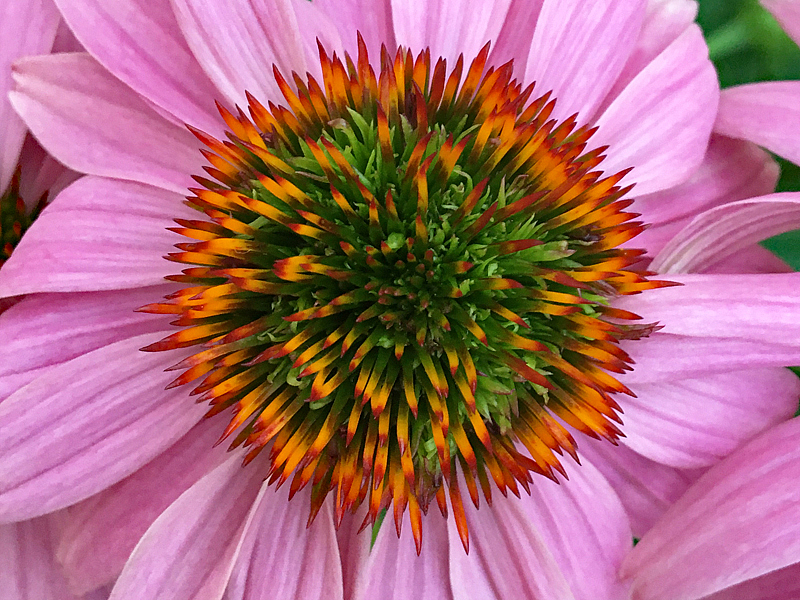 Coneflower Center