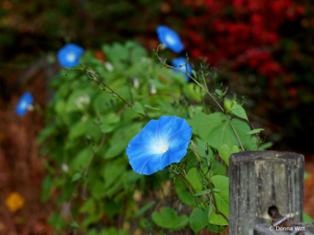 HEAVENLY BLUE FENCE