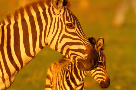 Zebra Mom and Babe
