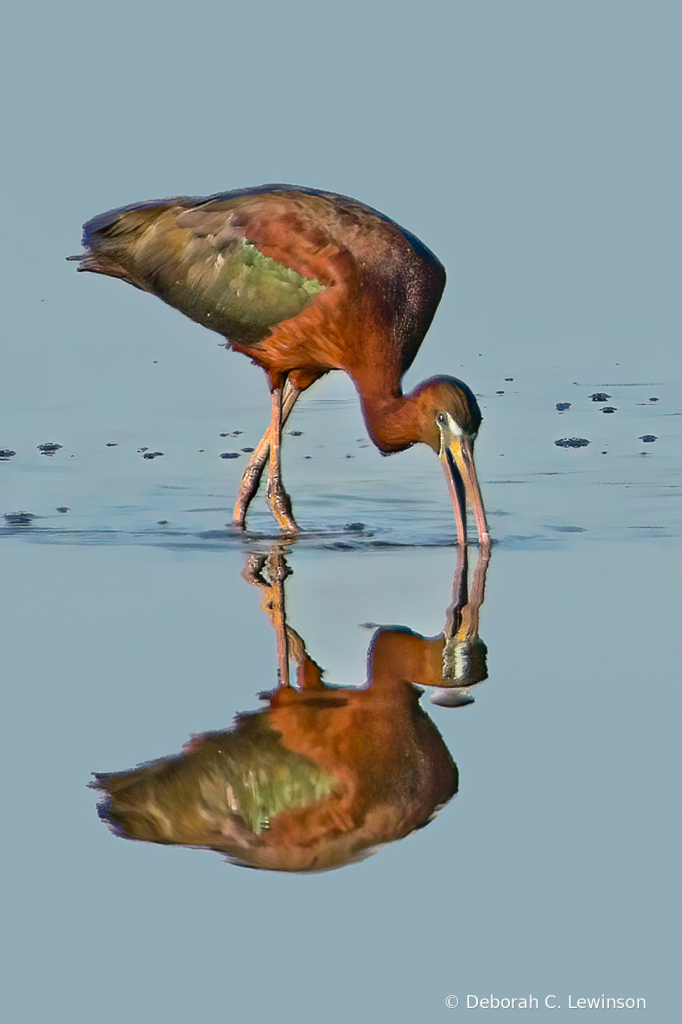 Glossy Ibis