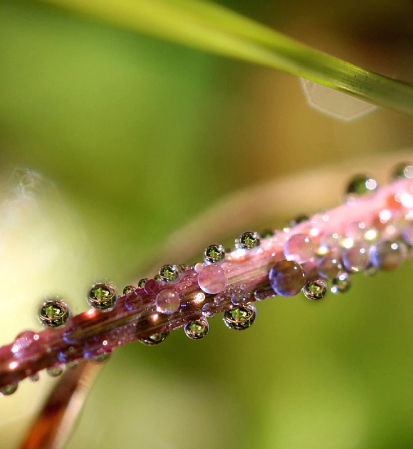 Reflections In Dewdrops