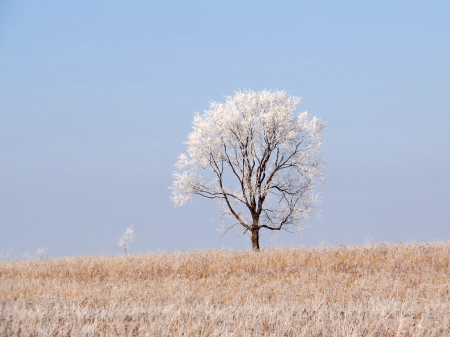 Hilltop Tree In Winter