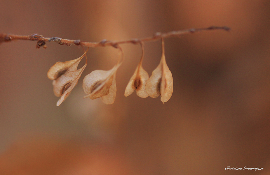 Seed Pods