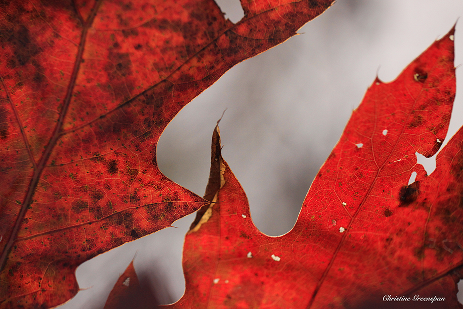 Oak Leaves