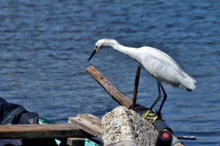 AN EGRET OVER THE BOAT
