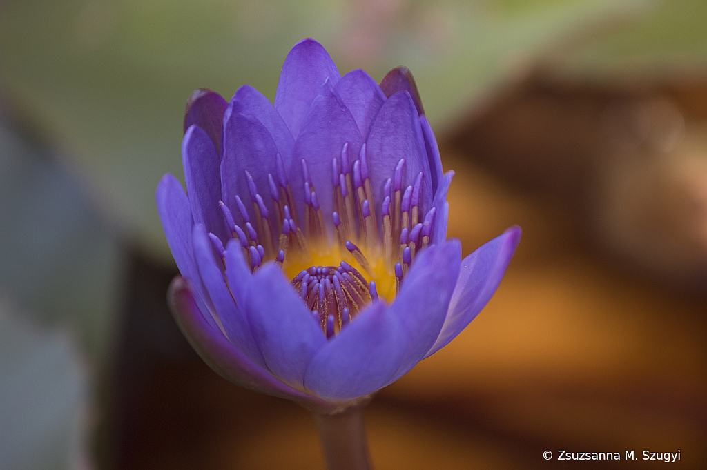 Nymphaea