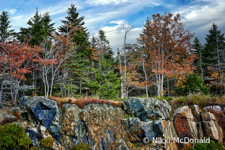Rocks and Trees of Acadia