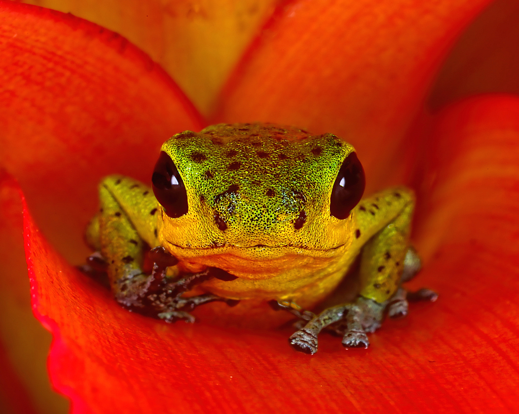 Yellow Frog