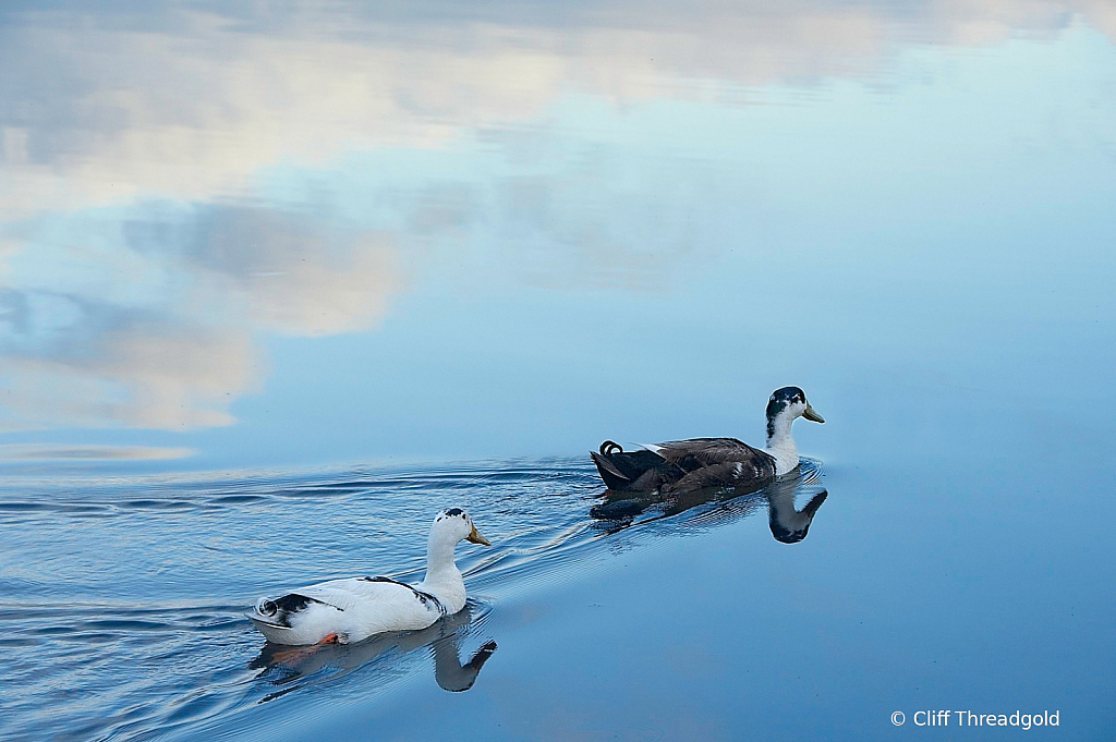 Morning swim