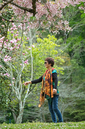 Under the blossom
