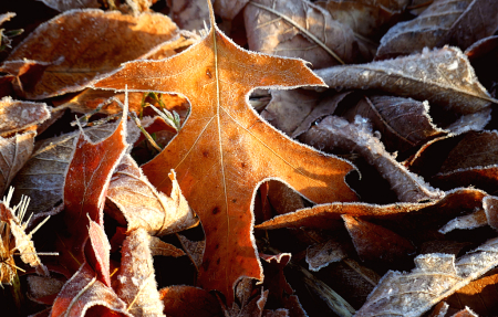 Oak Leaf on a Bed of Frost