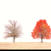 © Kitty R. Kono PhotoID# 16085892: Orange Tree Today in Valley Forge