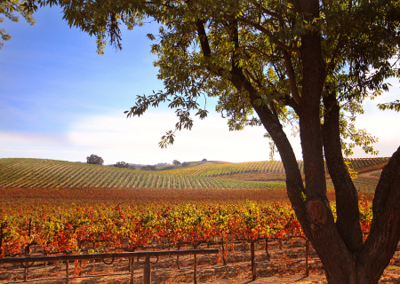 Fall in Wine Country
