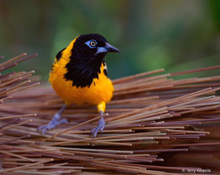 Venezuelan Troupial