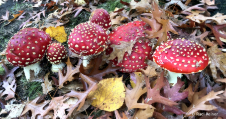 Fly agaric time of year