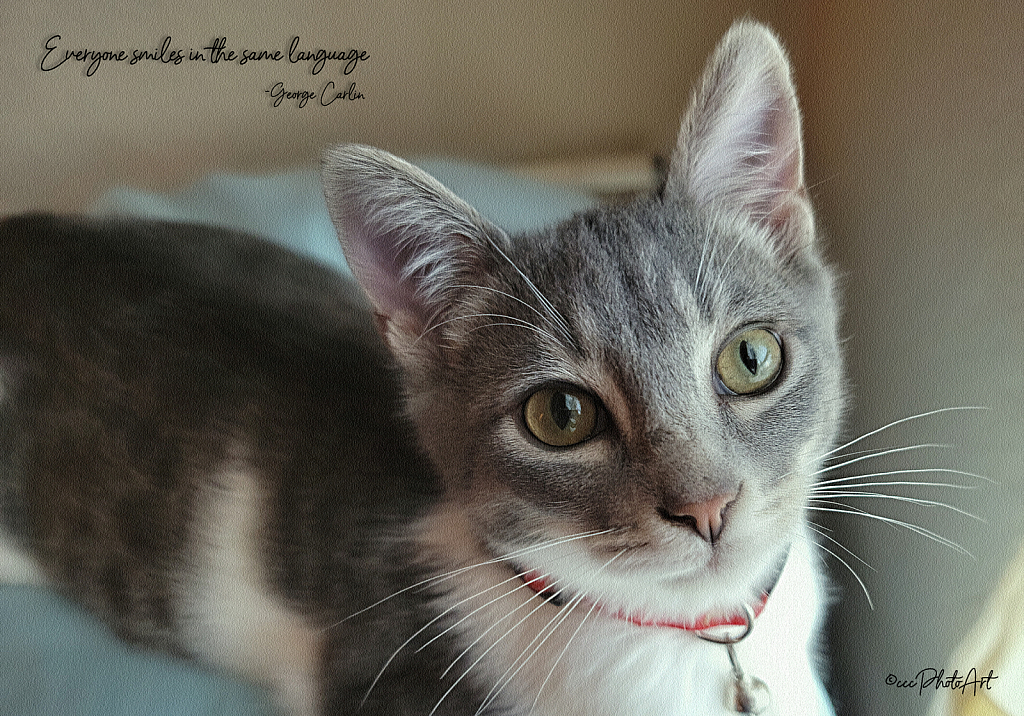 Window Watching - ID: 16085942 © Candice C. Calhoun