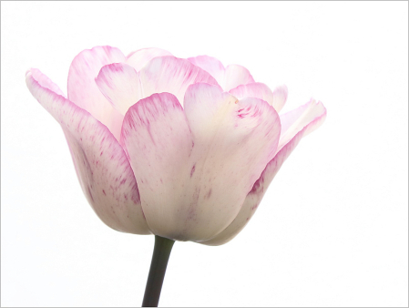 My garden tulips’:”Shirley”