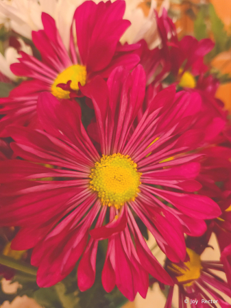 Petals