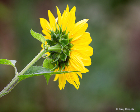 Back Side of a Sunflower