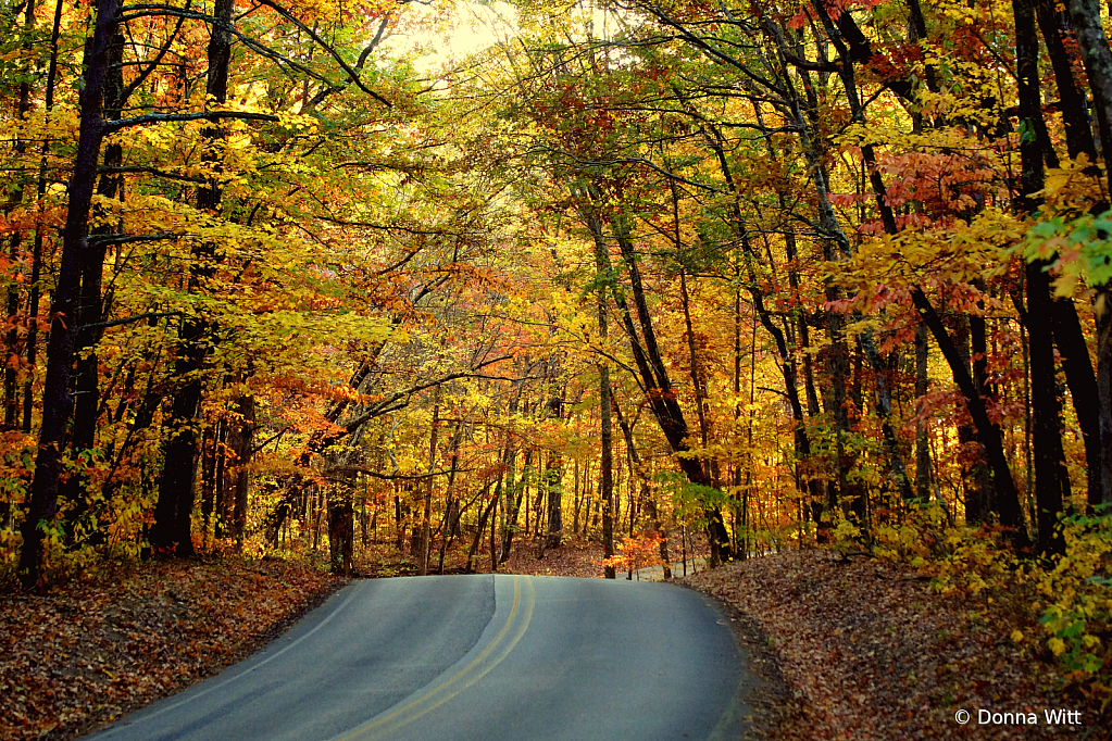 A TUNNEL OF BEAUTY