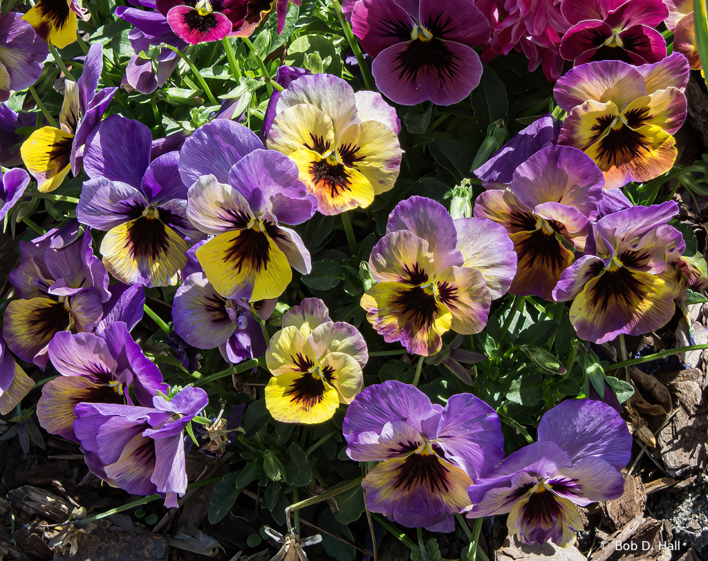 Pansies