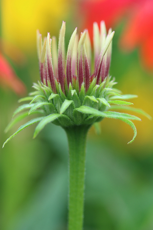 Blooming Coneflower
