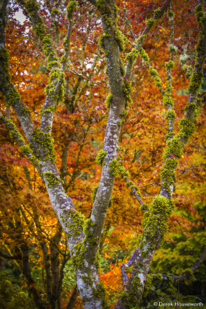 Vine Maple Trunks