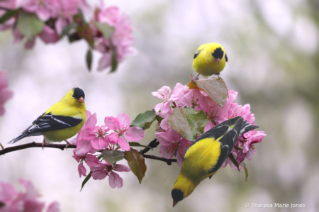 Three Gold Finches