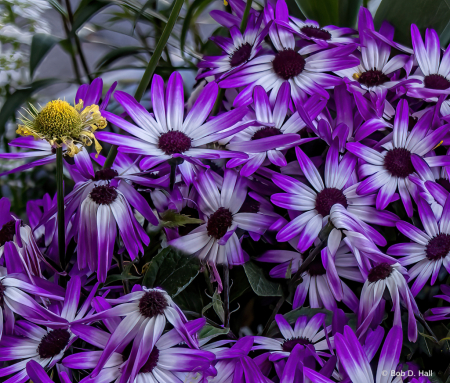 Common Ragwort