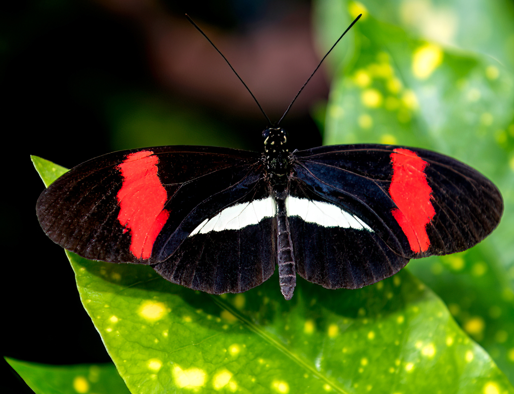 BLACK WHITE AND RED OVER