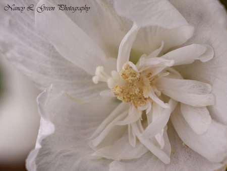 Purity Blooms