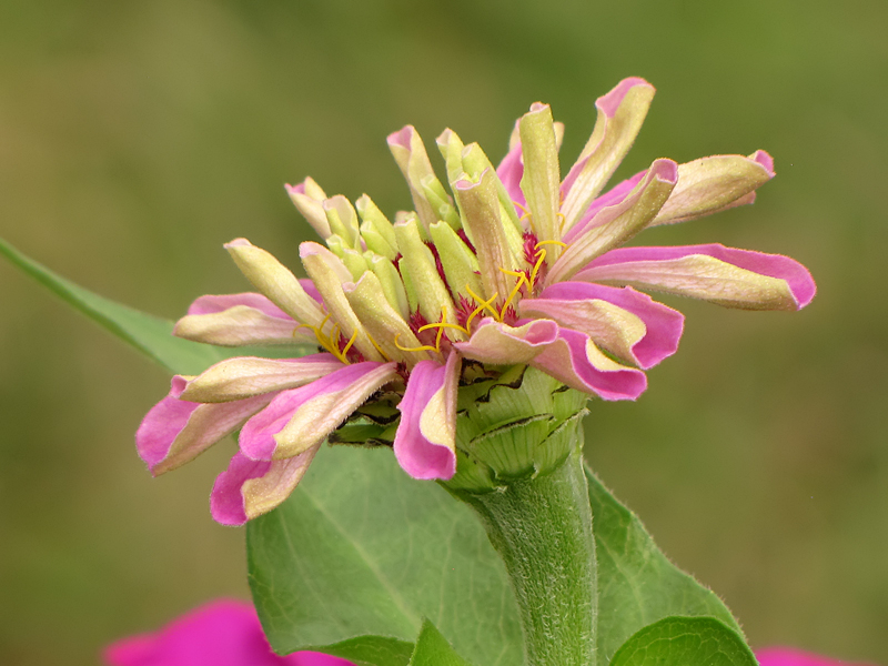 Zinnia