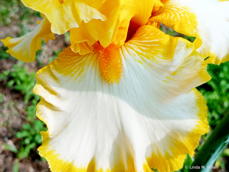 Golden Iris