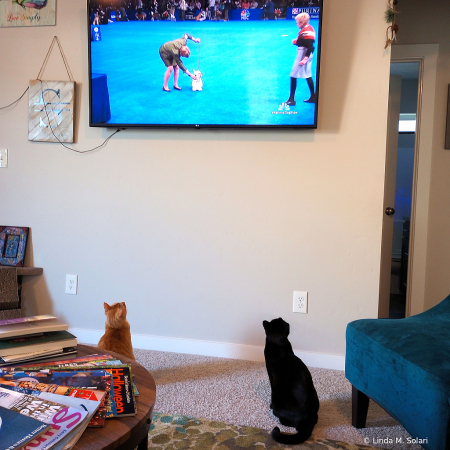 Cats Watching Dog Show