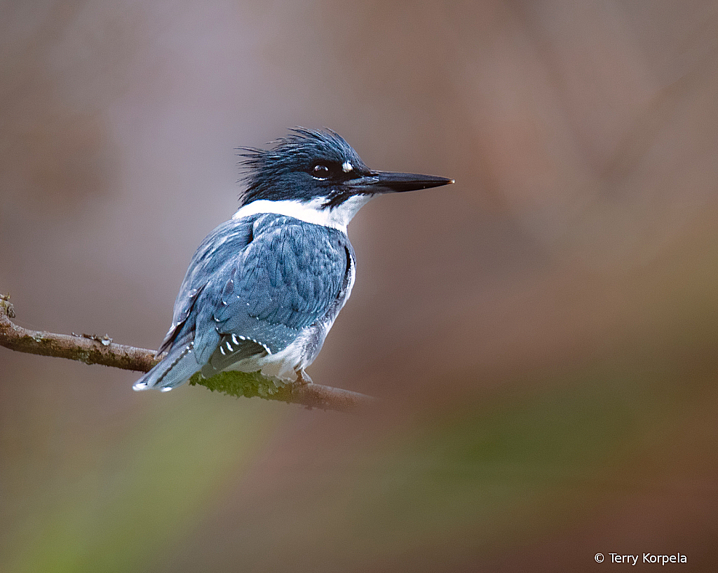 Belted Kingfisher - ID: 16086959 © Terry Korpela