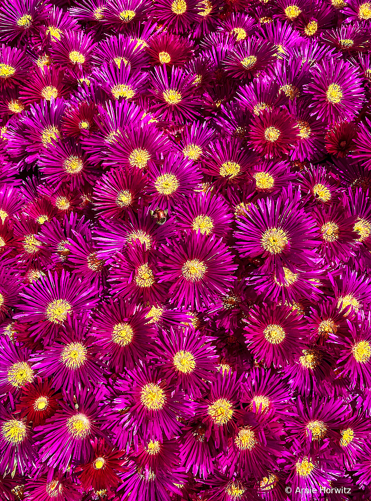 Carpet of Color - III