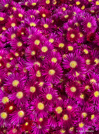 Carpet of Color - III