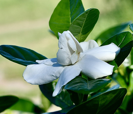 Half Bloomed Gardenia