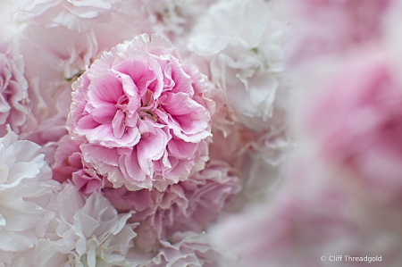 Cherry Blossom