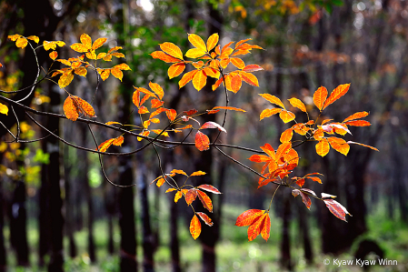 Color of the Leaves