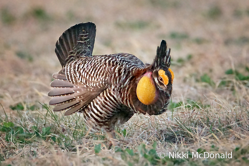 Prairie Chicken