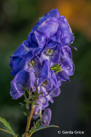 Monkshood