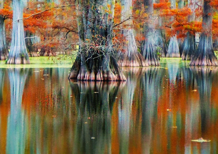 Ancient Cypress Forest 