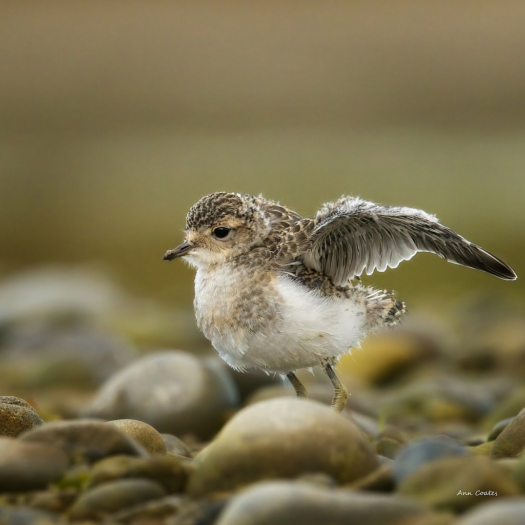 wing flutter