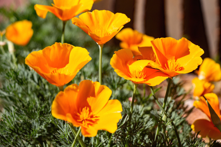 Of Orange and Yellow 