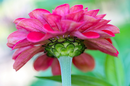 Red Zinnia