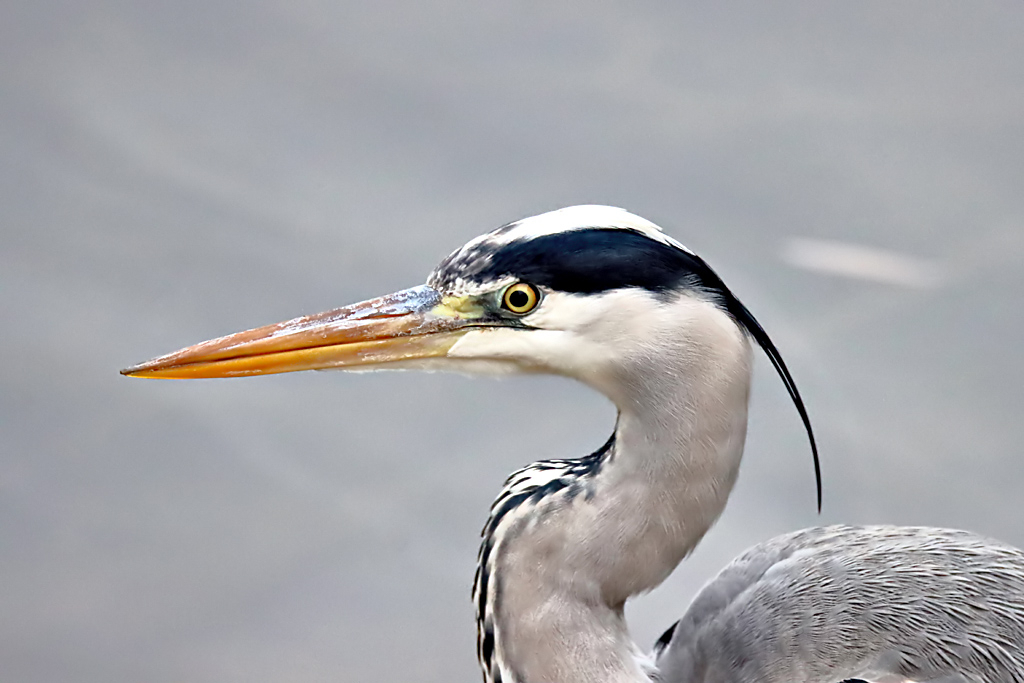 Heron