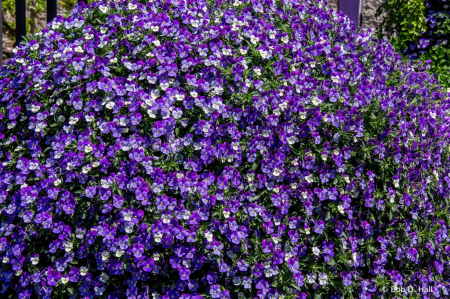 Trailing Pansies